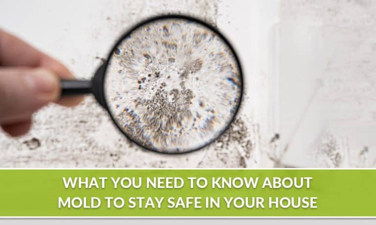 Go-Pro-Restoration-Q4_Pillar_Thumbnail-image-What-you-need-to-know-about-mold