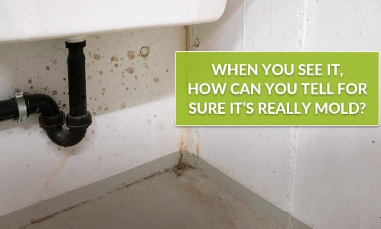 How-do-you-know-it-is-actually-mold