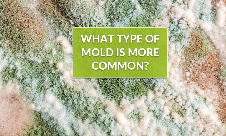 What-type-of-mold-is-more-common-768x461