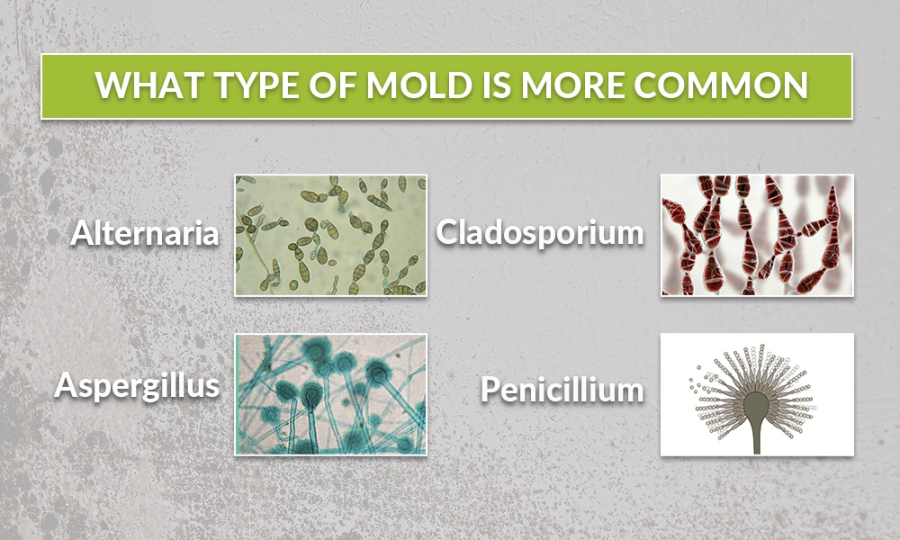 What type of mold is more common?